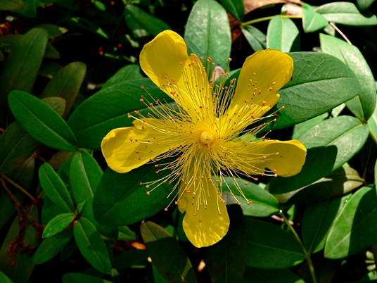 {Hypericum calycinum}